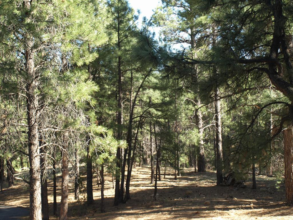 Whispering Pines Inn Flagstaff Exterior foto